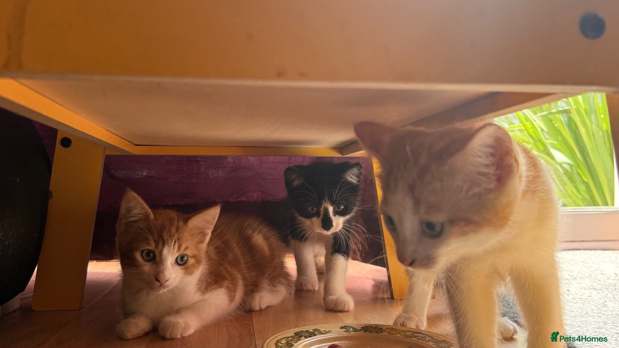Mixed Breed cats 3 little males looking for a new home - Advert 3