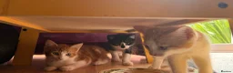 Mixed Breed cats for sale: 3 little males looking for a new home - Advert 1