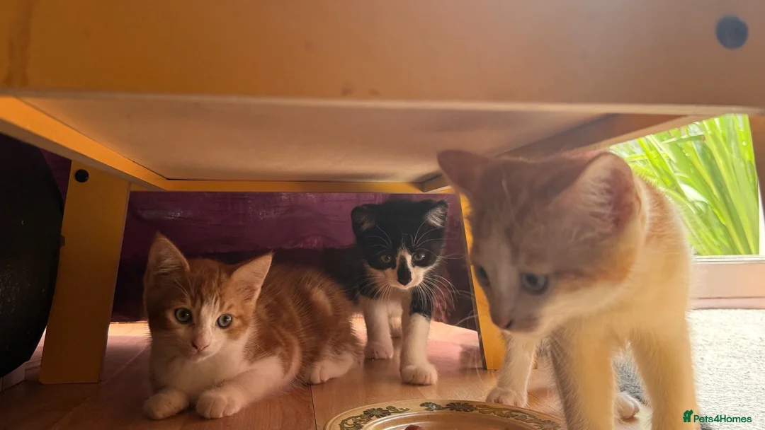 Mixed Breed cats for sale: 3 little males looking for a new home - Advert 1