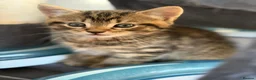 Bengal cats for sale: Beautiful kittens 🐈‍⬛  - Advert 28