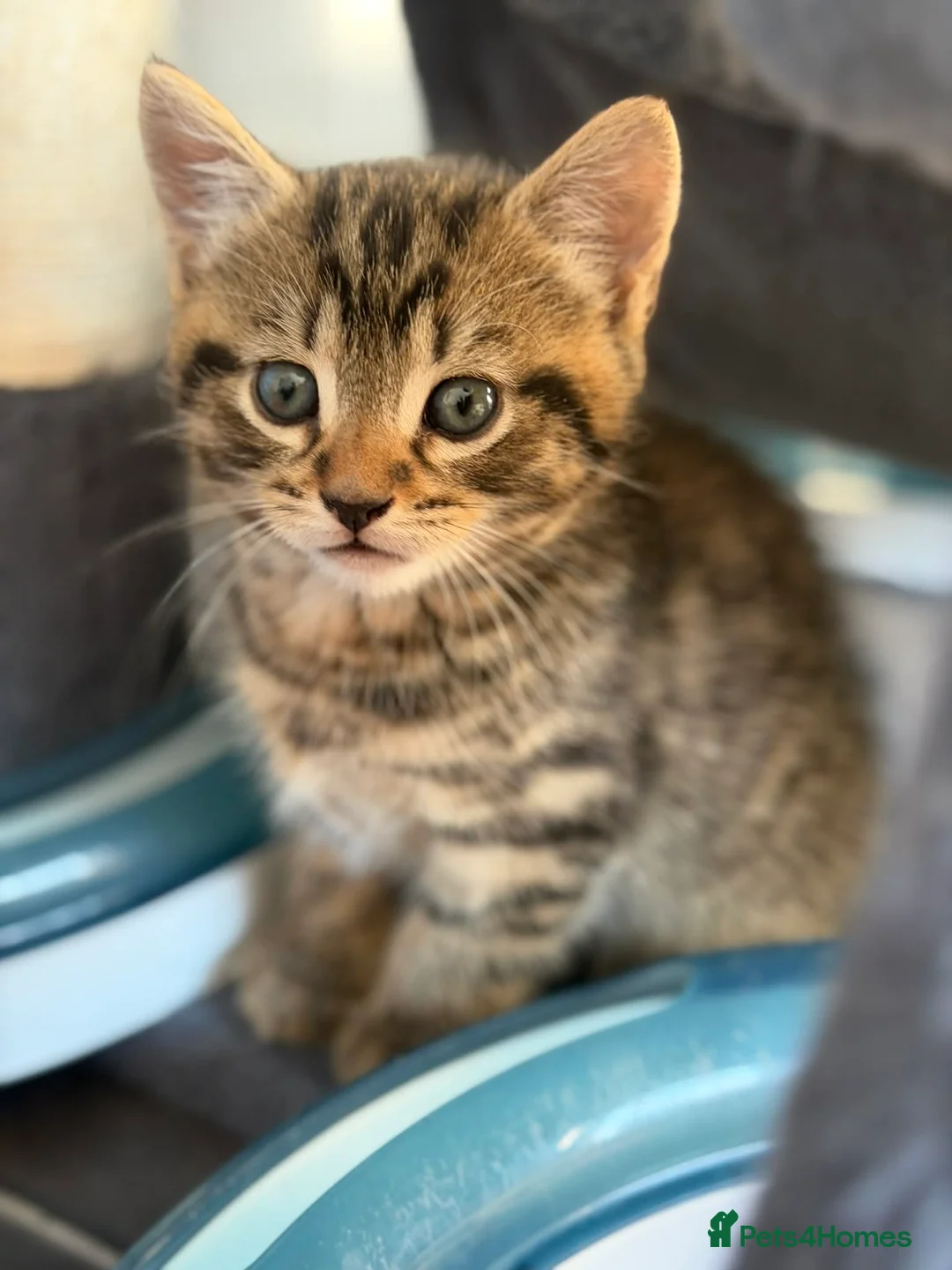 Bengal cats for sale: Beautiful kittens 🐈‍⬛  - Advert 28
