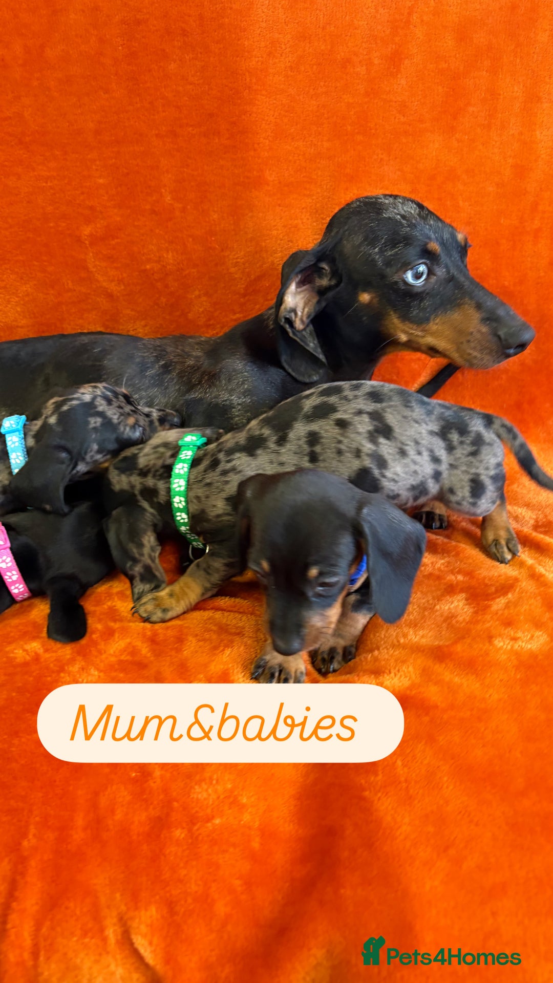 Dachshund dogs for sale: Beautiful dachshund puppies  - Image 25