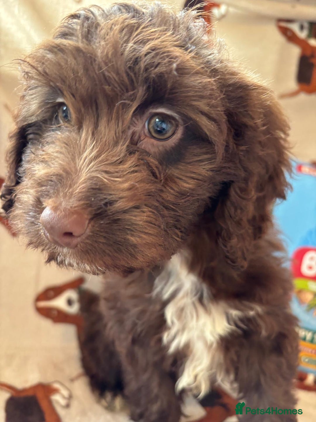 Cockapoo dogs for sale: Cockapoo puppies  - Advert 3