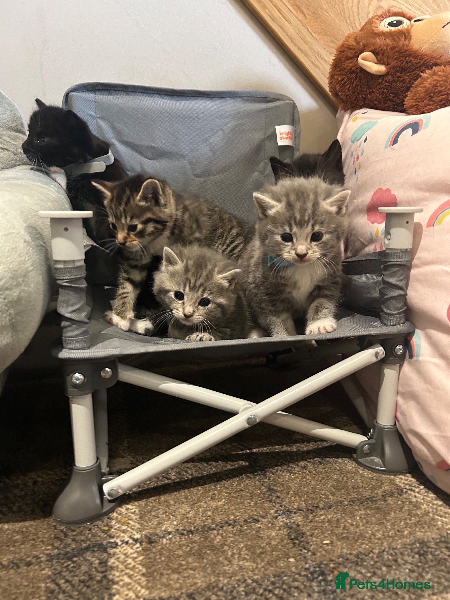 Mixed Breed cats Beautiful kittens for sale - Advert 1