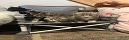 Mixed Breed cats for sale: Beautiful kittens for sale - Advert 2