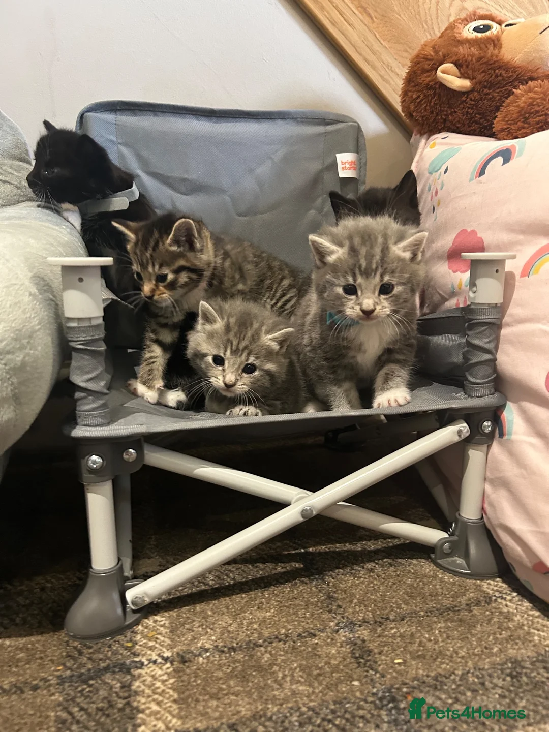Mixed Breed cats for sale: Beautiful kittens for sale - Advert 2