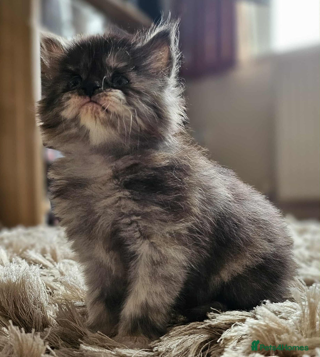 Maine Coon cats for sale: Champion Line Maine Coons –Rare, Fluffy, Gorgeous! - Image 17