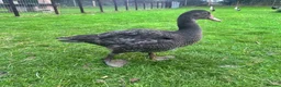 Ducks poultry for sale: Muscovy Drakes looking for new homes  - Advert 2