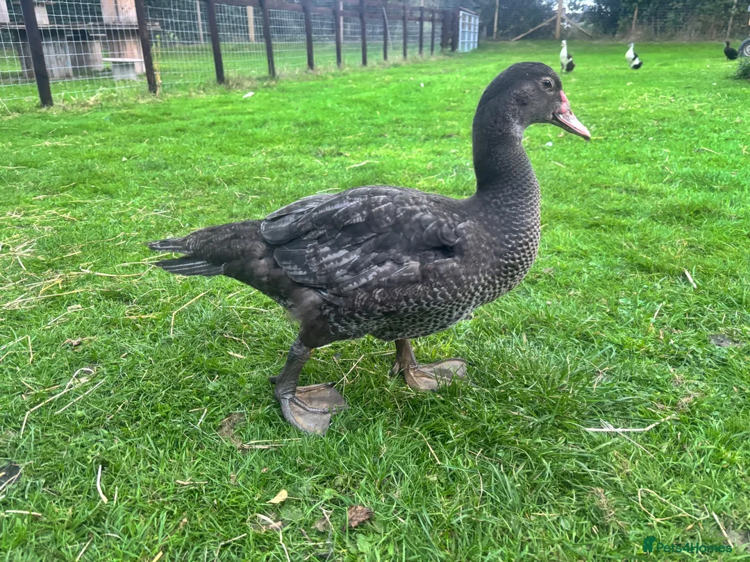 Ducks poultry for sale: Muscovy Drakes looking for new homes  - Advert 2