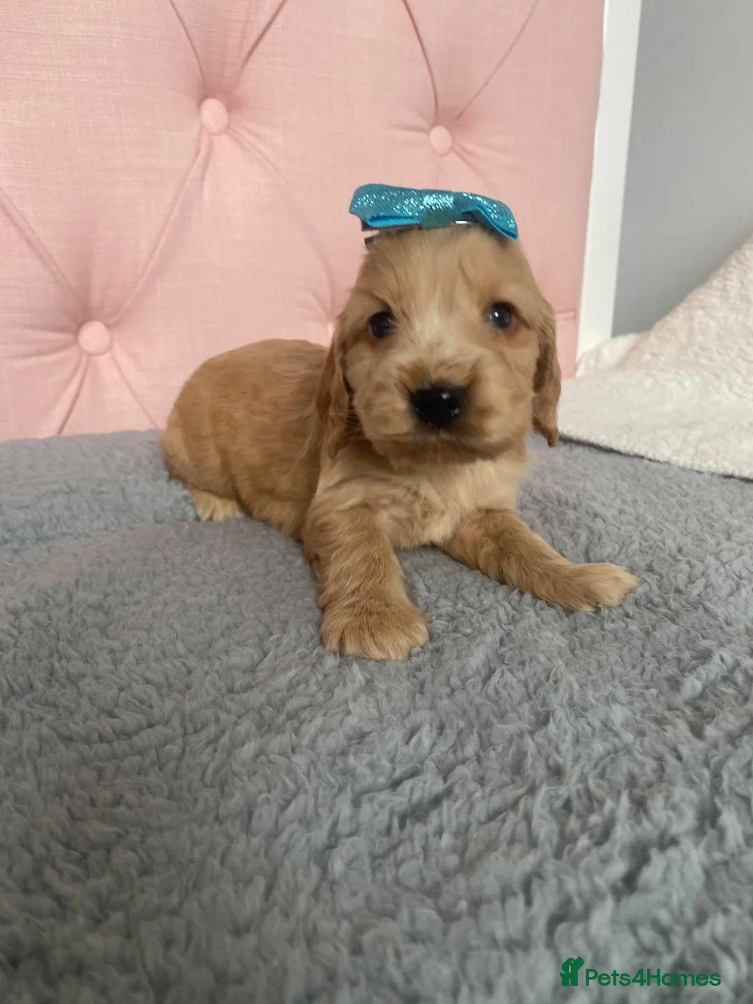 Cocker Spaniel dogs for sale: Show cocker spaniels - Advert 2