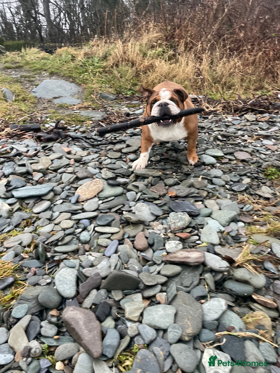 English Bulldog dogs for sale: English bulldog for rehoming  - Advert 3