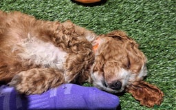 Cockapoo dogs for sale: 🐾STUNNING F1 COCKERPOOS HEALTH TESTED PARENTS 🐾 - Image 26