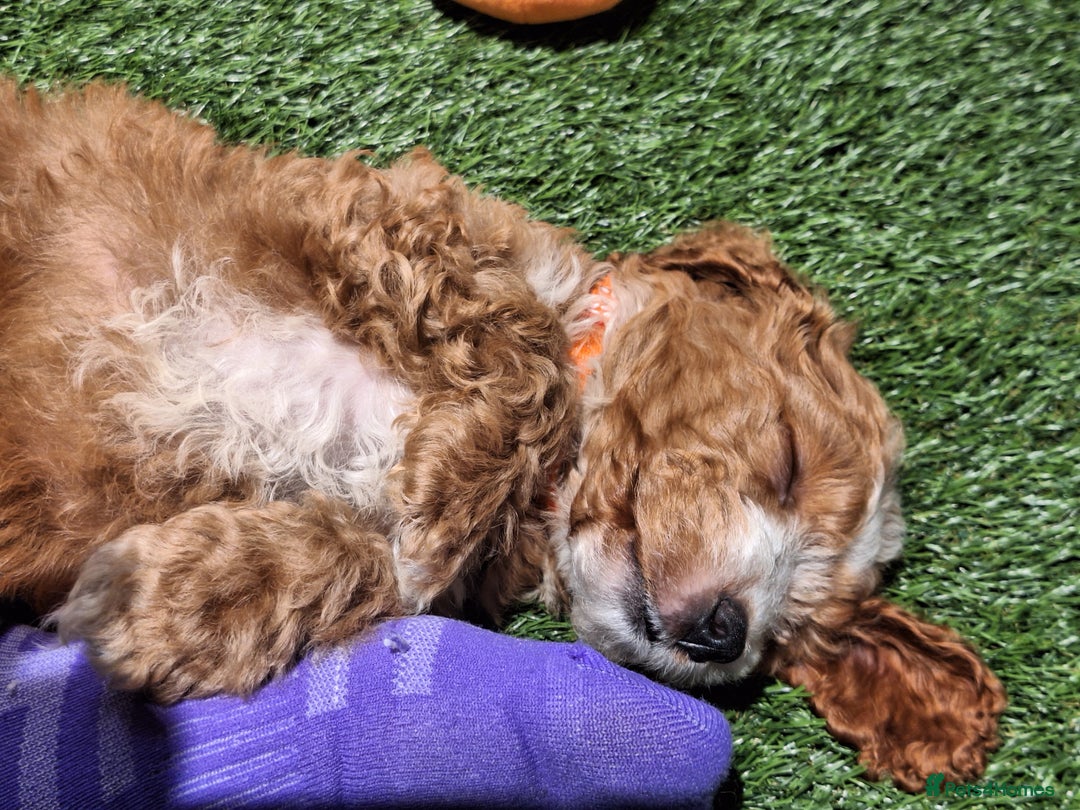 Cockapoo dogs for sale: 🐾STUNNING F1 COCKERPOOS HEALTH TESTED PARENTS 🐾 - Image 26
