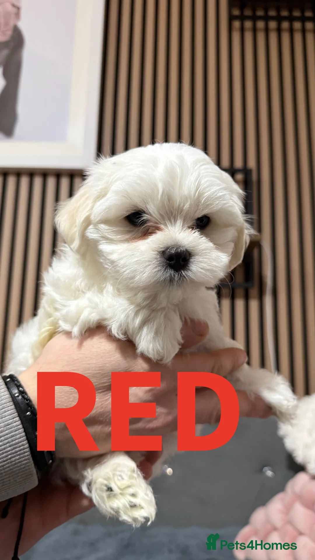 Maltese dogs for sale: !!! Price negotiable !!!! - Advert 4