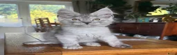 Maine Coon cats for sale: 💝Magnificent large TICA kittens 💖 - Advert 12