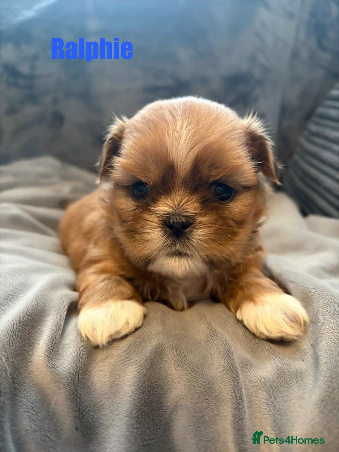 Shih Tzu dogs for sale: Gorgeous litter of shih tzu pups  - Advert 8