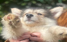 Mixed Breed dogs for sale: German Shepherd cross Malamute Puppies Ready Now  - Image 2