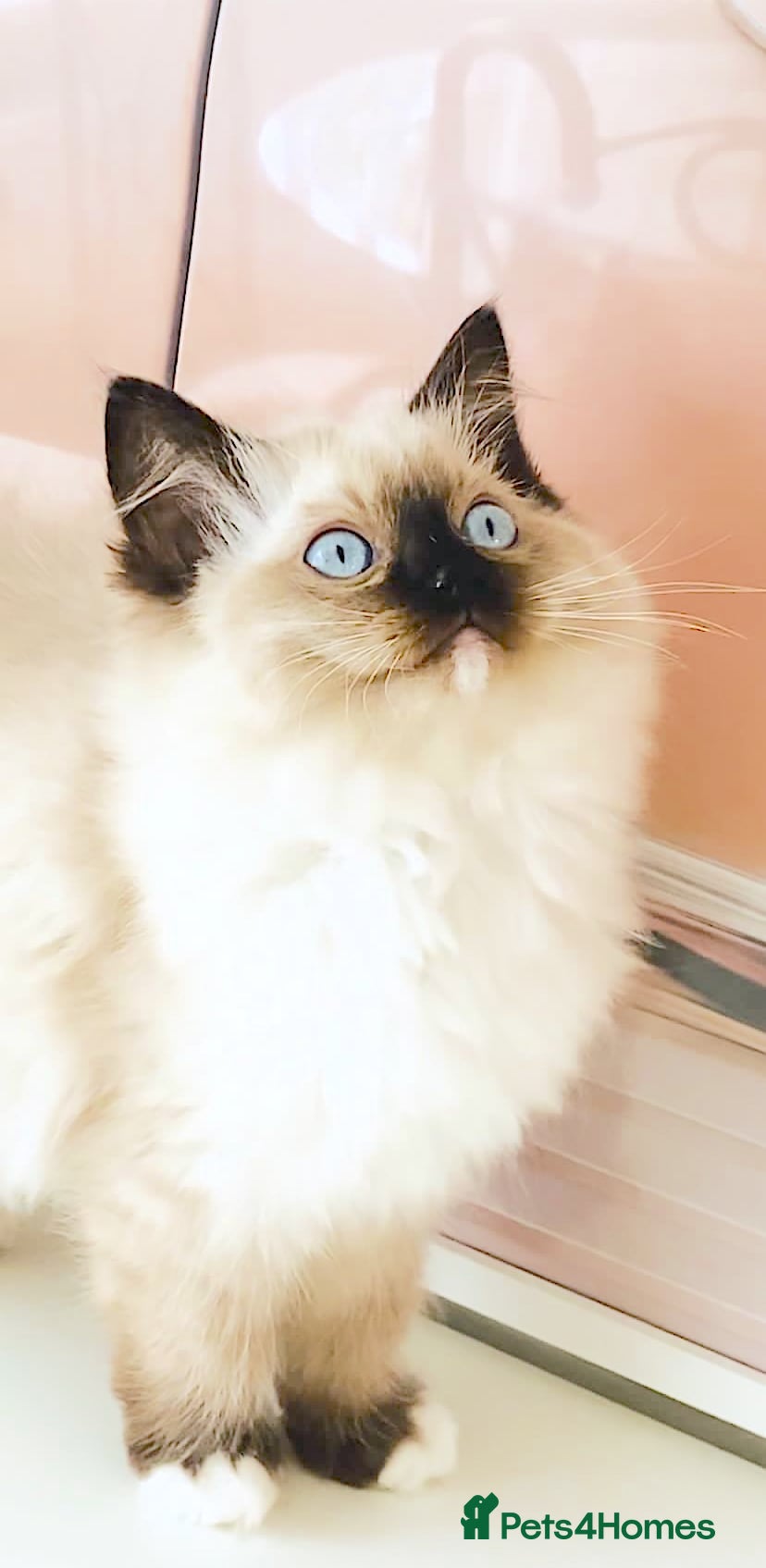 Ragdoll cats for sale: GCCF REGISTERED RAGDOLL FEMALE KITTEN - Advert 2