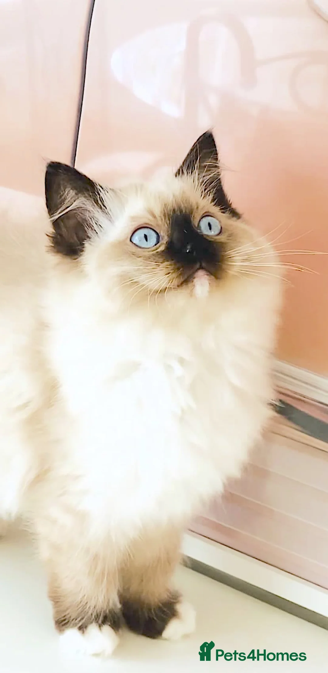 Ragdoll cats for sale: GCCF REGISTERED RAGDOLL FEMALE KITTEN - Advert 1