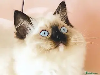 Ragdoll cats for sale: GCCF REGISTERED RAGDOLL FEMALE KITTEN - Advert 2
