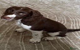 English Springer Spaniel dogs for sale: Springer Spaniels - Image 5