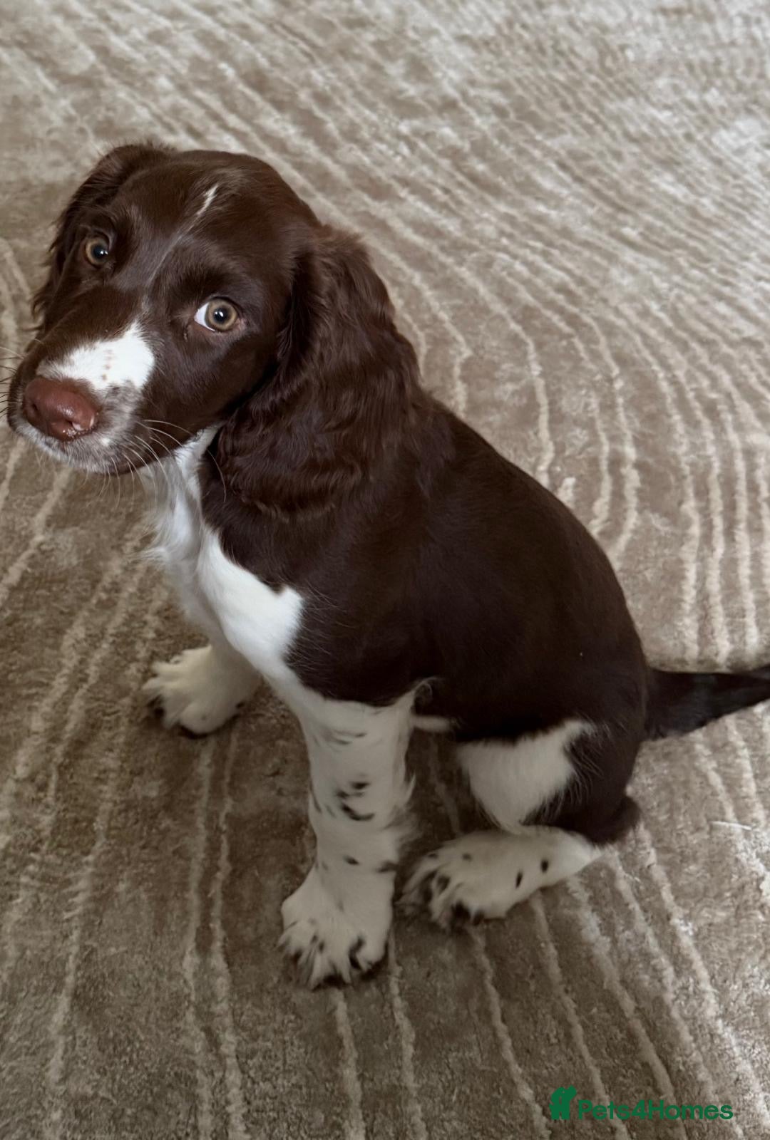 English Springer Spaniel dogs for sale: Springer Spaniels - Image 5