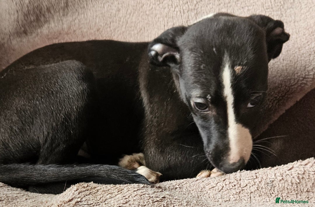 Whippet dogs for sale: **Ready now**KC HEART AND HEALTH TESTED WHIPPETS - Image 10