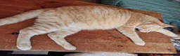 Mixed Breed cats for sale: Blue eyed ragdoll mix kittens - Advert 20