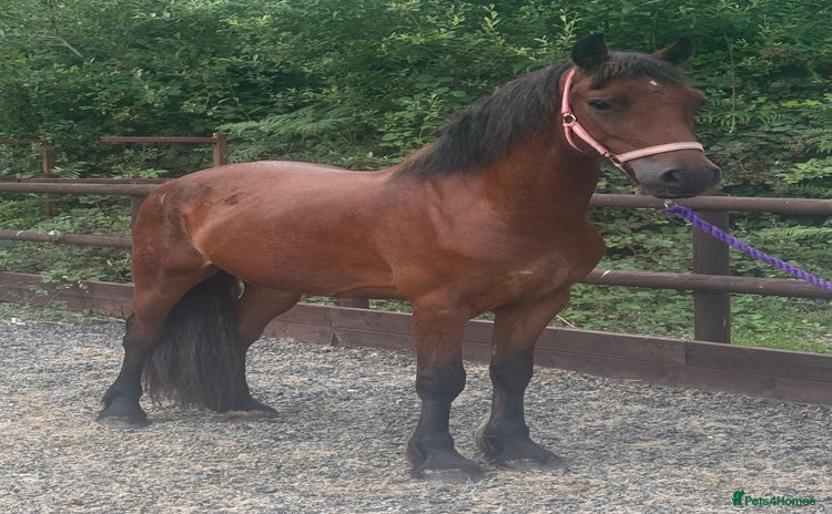 Welsh Section D horses - Advert 3