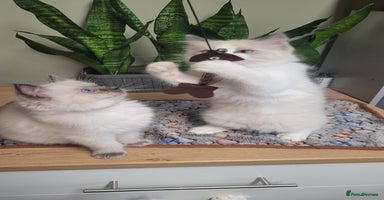 Ragdoll cats - Advert 5