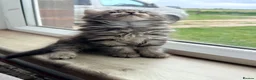 Maine Coon cats for sale: Mainecoon X Bombay X Tabby - Advert 22