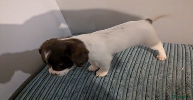 Mixed Breed dogs - Advert 6