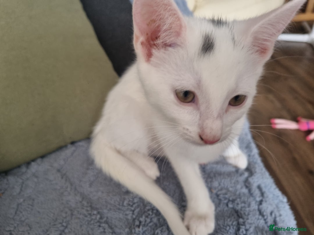 Turkish Angora cats for sale: Female kitten - Image 6