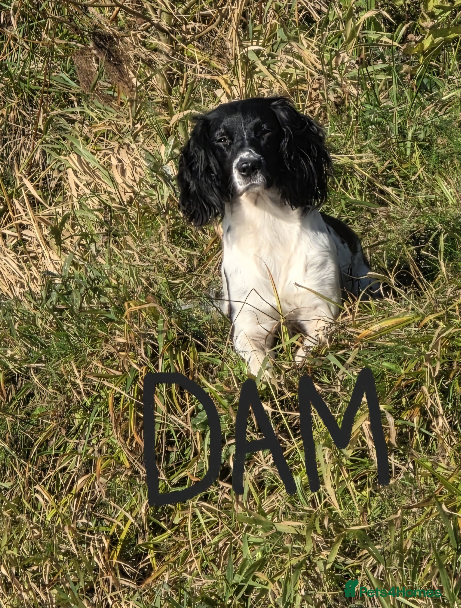 English Springer Spaniel dogs English Springer Spaniel puppies - Advert 1