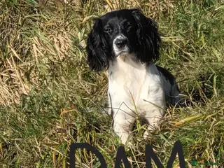 English Springer Spaniel dogs English Springer Spaniel puppies - Advert 1