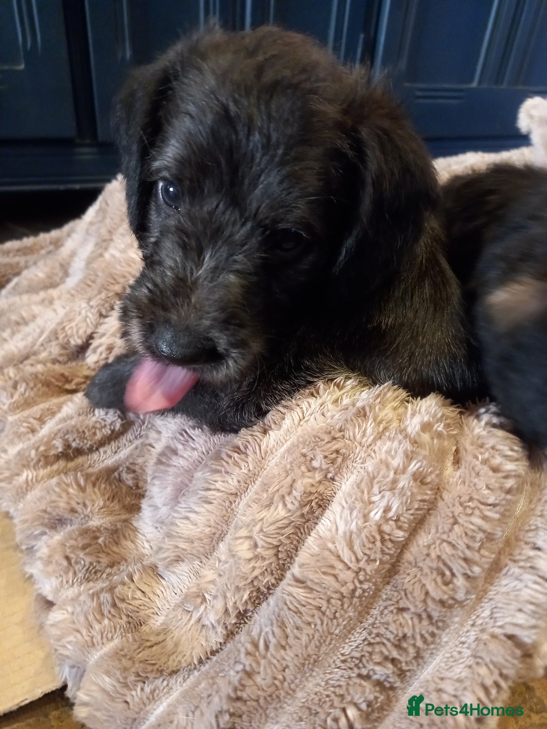 Bedlington Terrier dogs for sale: 7/8 Bedlington 1/8 whippet puppies  - Advert 28