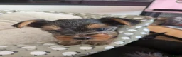 Yorkshire Terrier dogs for sale: Adorable Mini Toy Yorkshire Terrier Puppies - Advert 3