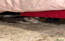 Scottish Fold cats for sale: Scottish Fold Kittens ready for Loving Homes - Image 8