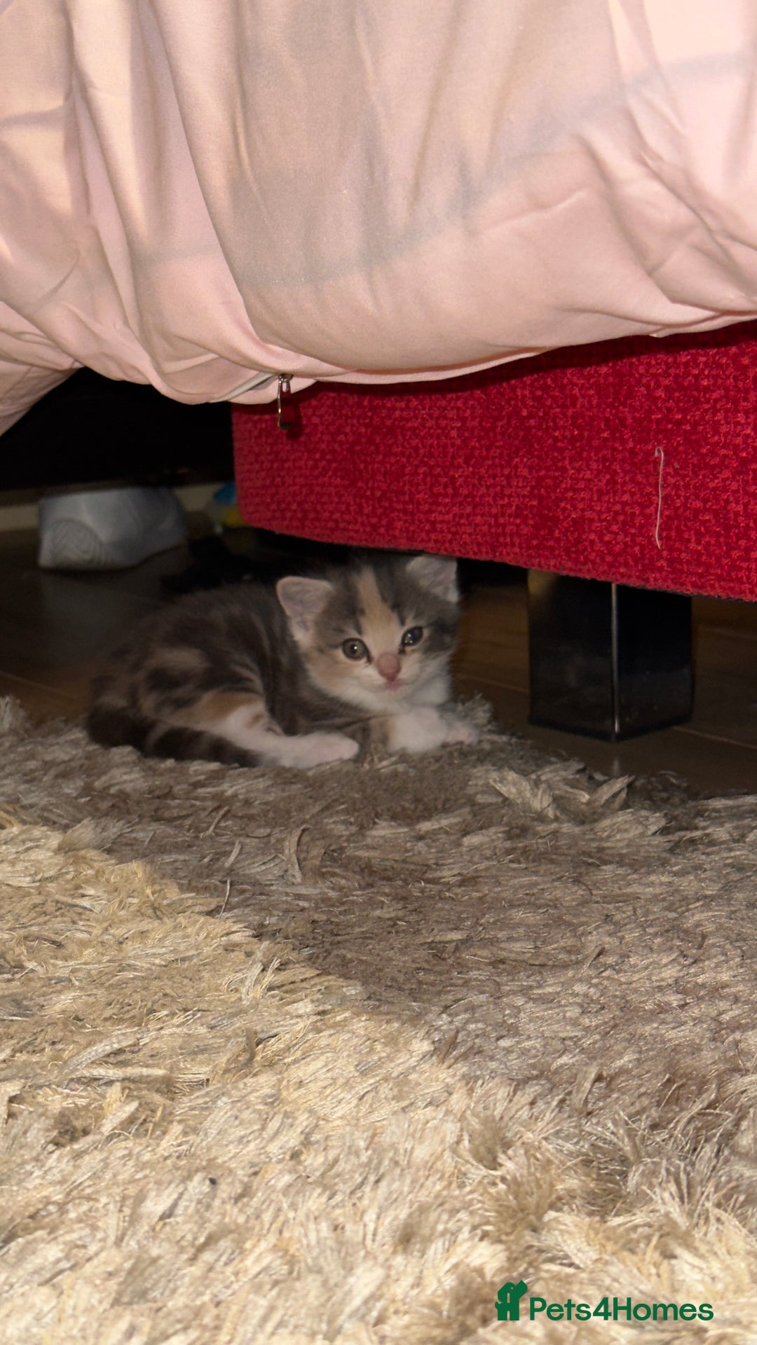 Scottish Fold cats for sale: Scottish Fold Kittens ready for Loving Homes - Image 8