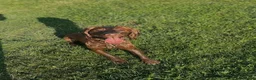 Cocker Spaniel dogs for sale: Working Cocker Spaniel Puppies  - Advert 4