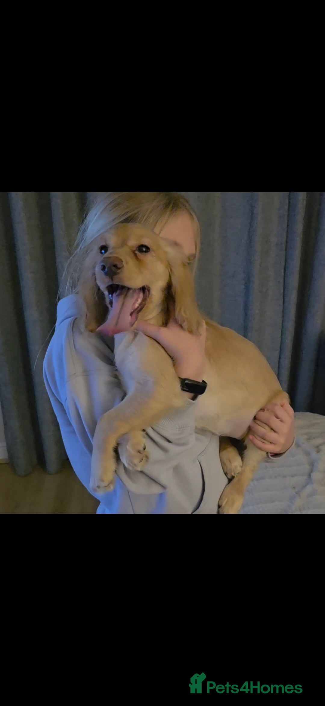 Cocker Spaniel dogs for sale: Golden Working Cocker Spaniel - Advert 5