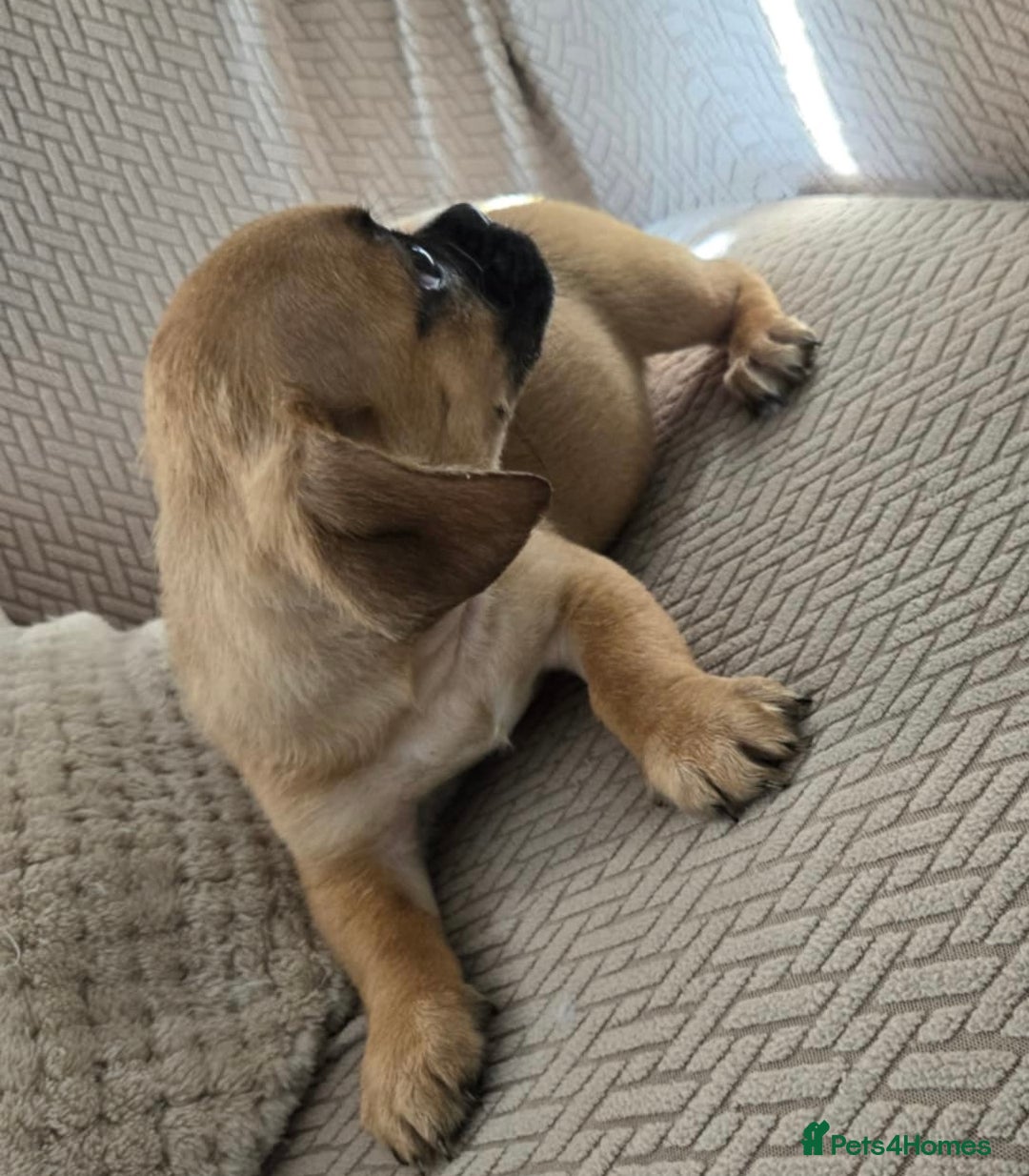 Mixed Breed dogs for sale: 6 jug x cavachon pups for sale  - Image 15