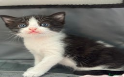 Mixed Breed cats for sale: 🐾 Two girls Looking for Future Forever Homes 🐾 - Image 3