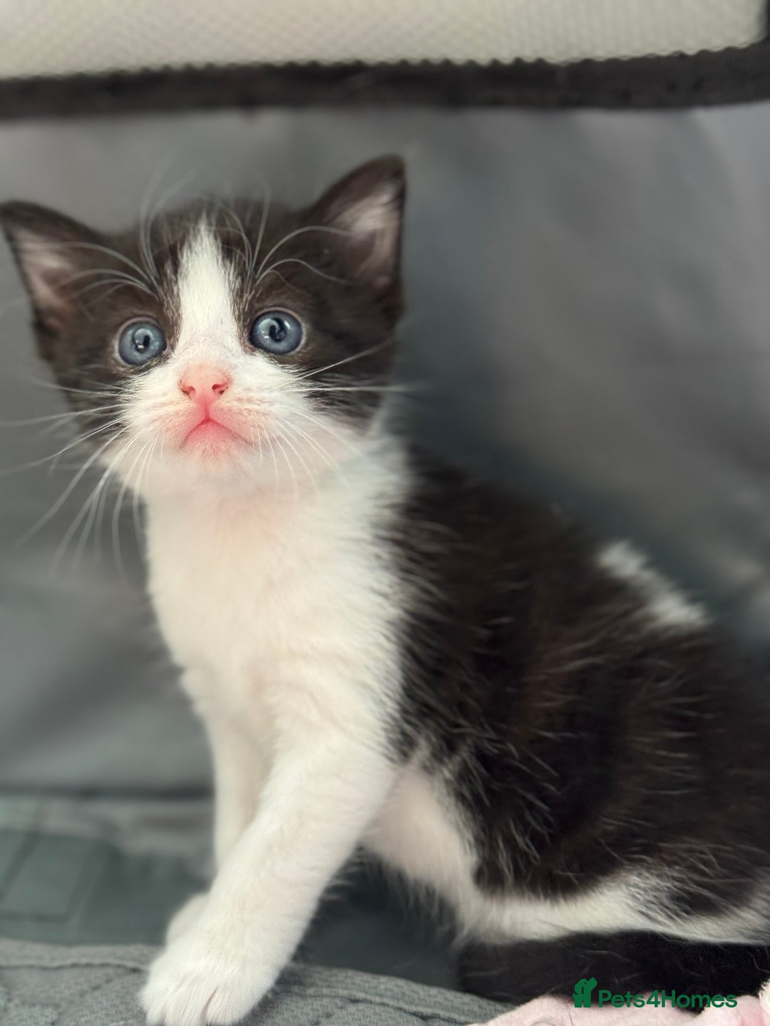 Mixed Breed cats for sale: 🐾 Two girls Looking for Future Forever Homes 🐾 - Image 3
