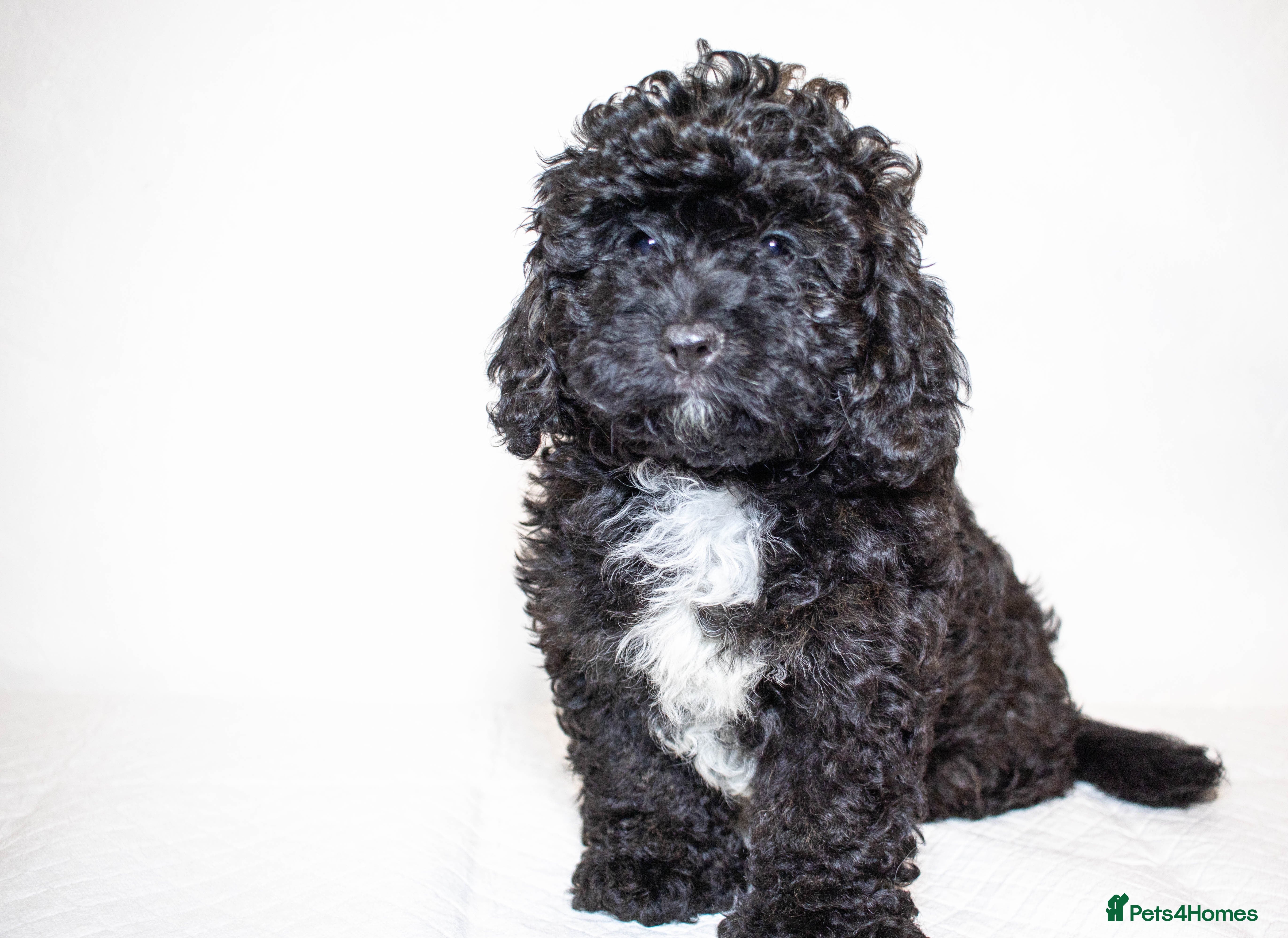 Mixed Breed dogs Havapoo. Best dogs ever. One boy left. - Advert 14