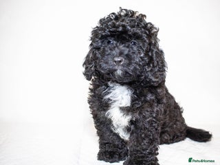 Mixed Breed dogs Havapoo. Best dogs ever. One boy left. - Advert 1