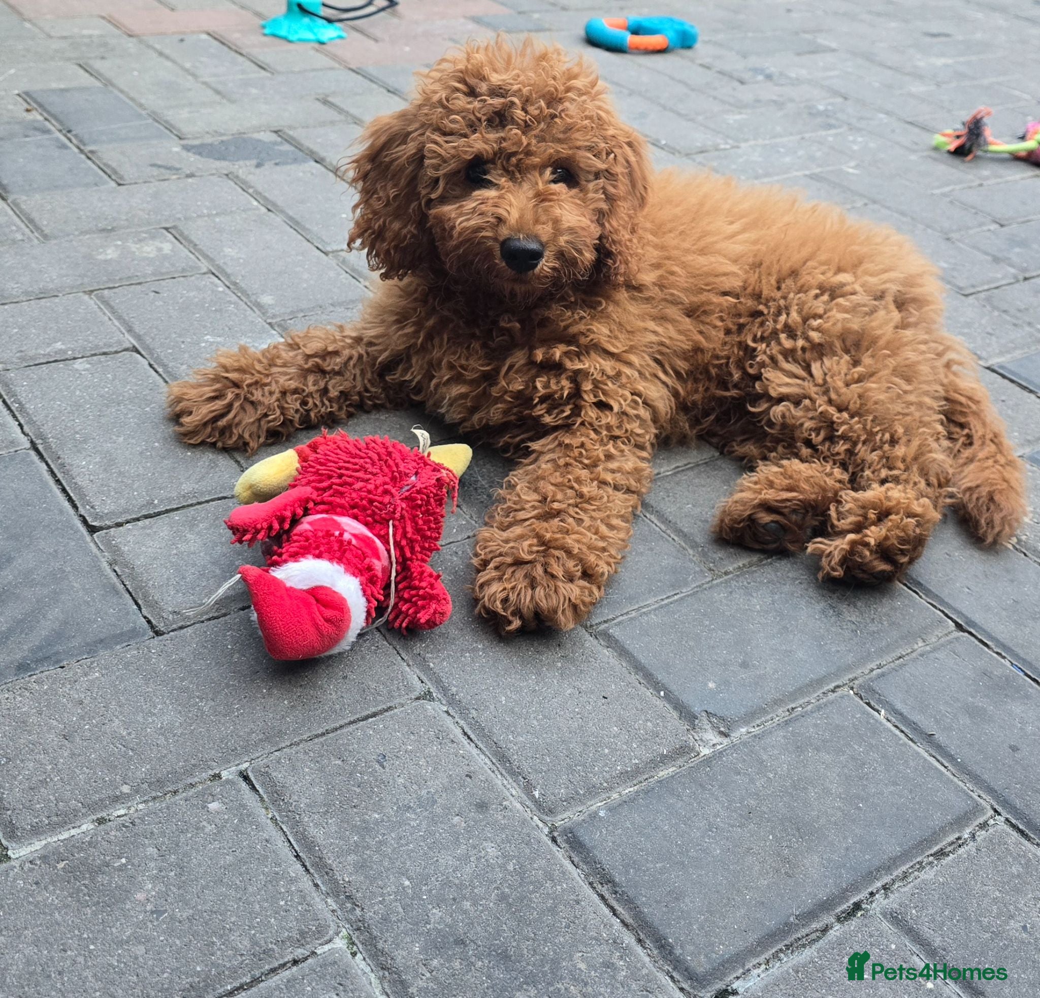 Cavapoo dogs LAST BOY cavapoo pup ready to leave  - Advert 2