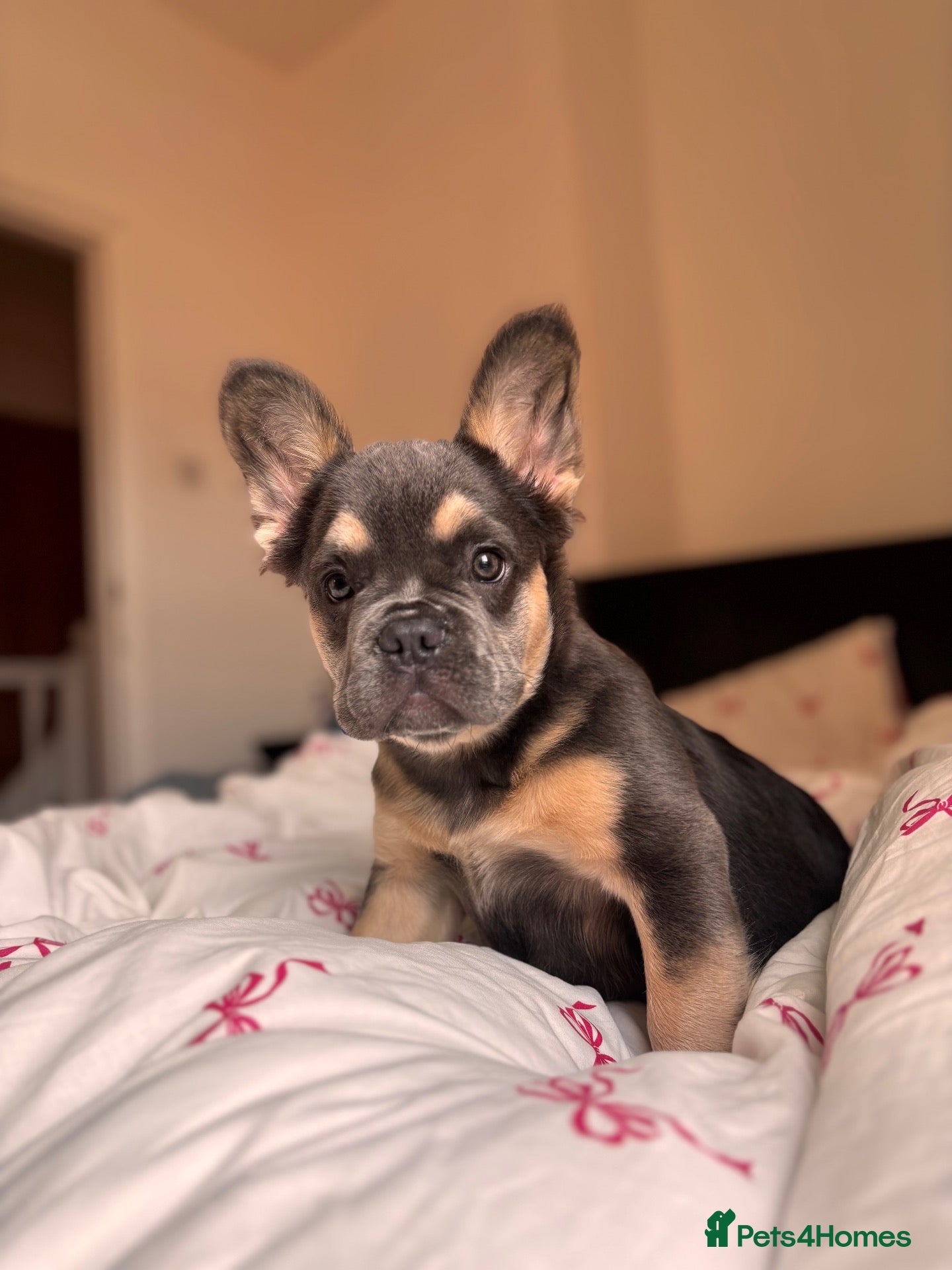 French Bulldog dogs Chloe - Advert 19