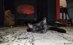 RagaMuffin cats for sale: Pumpkin the short haired Ragamuffin 🎃 - Image 3