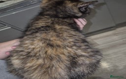 Domestic Shorthair cats for sale: 3 beautiful female kittens  - Image 3